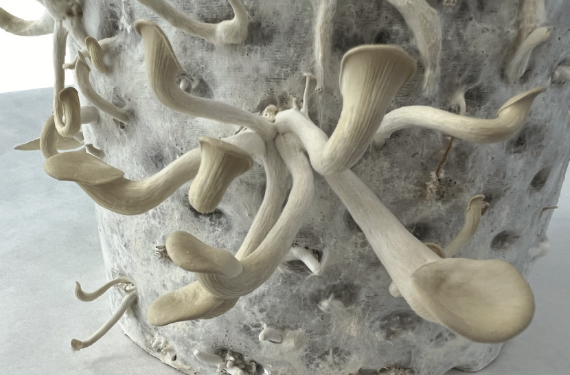 Italian Oyster Mushrooms (Pleurotus pulmonarius) growing on a 3D printed MycoCore.